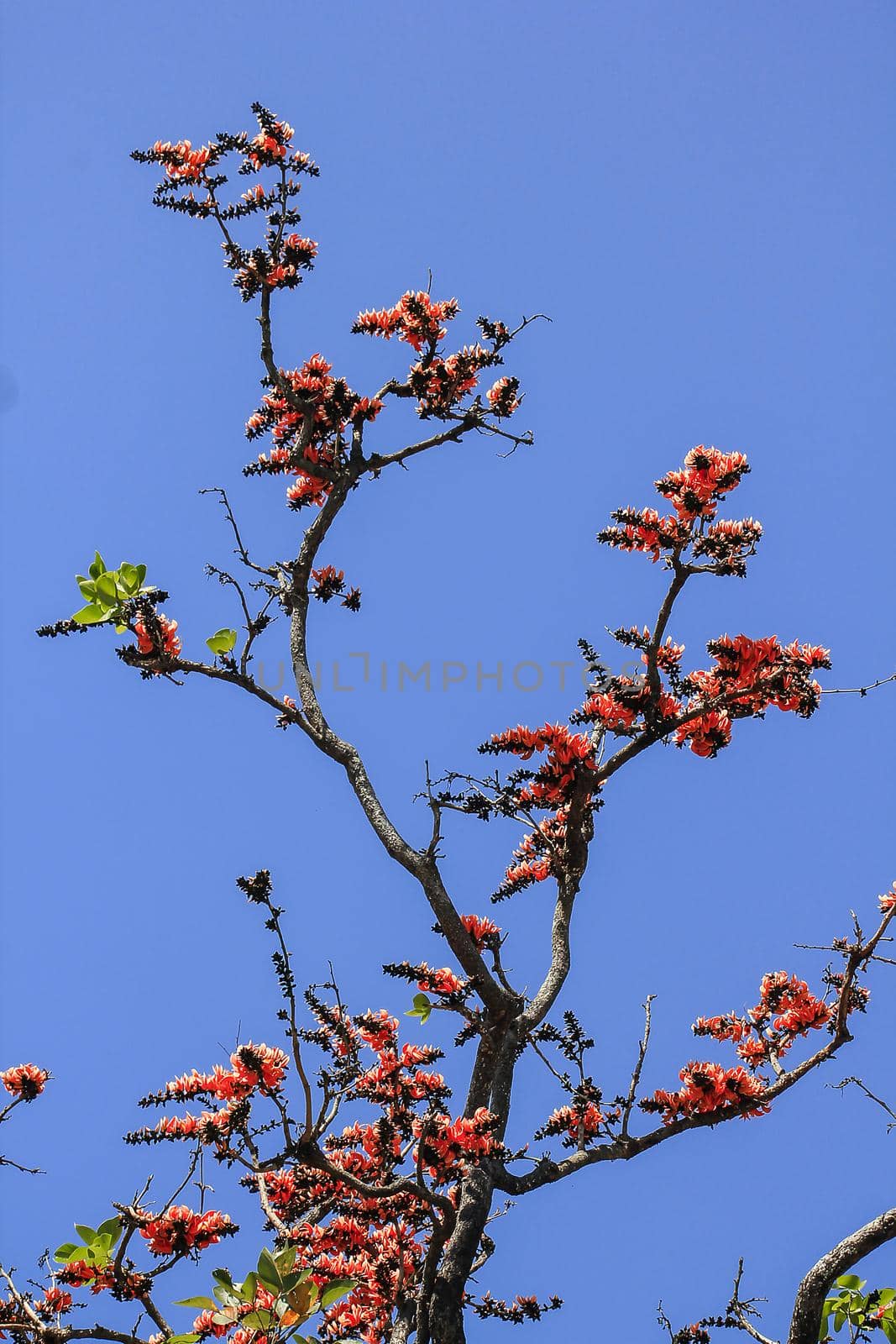 The red-orange Bastard Teak blooms in February every year.