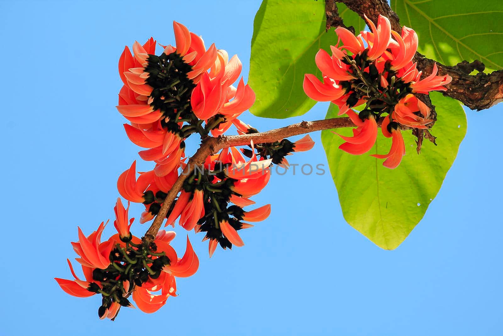 Bastard Teak in bouquets The flowers are red-orange. by Puripatt