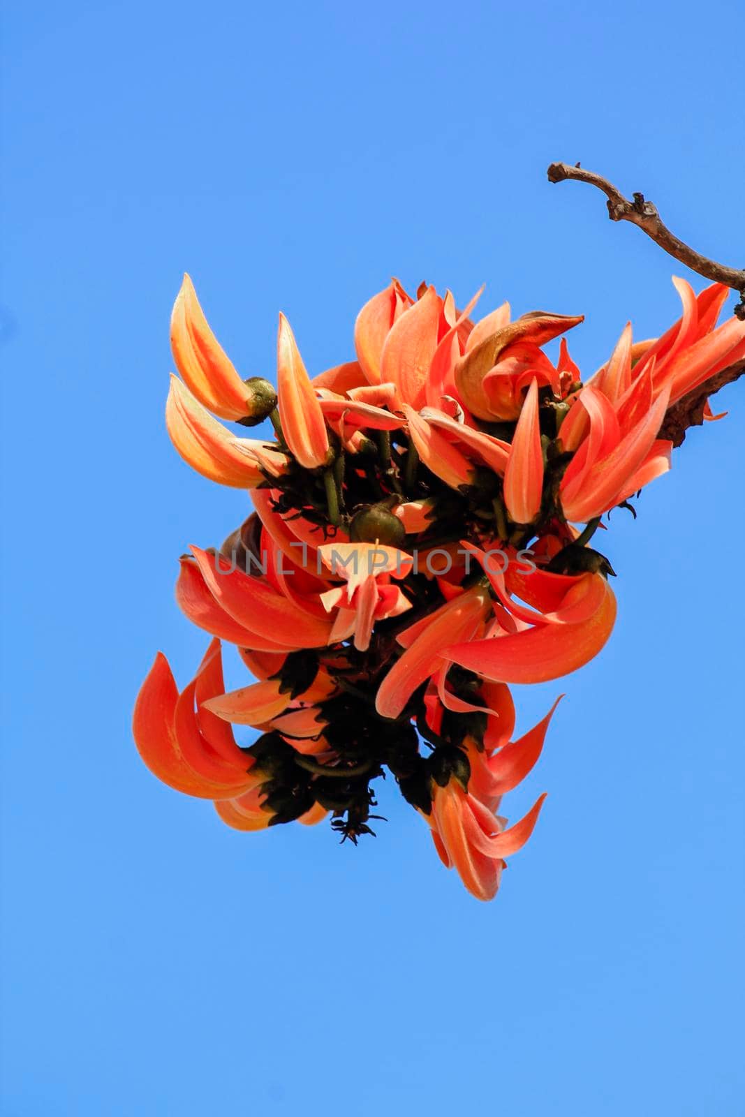 The red-orange Bastard Teak blooms in February every year.