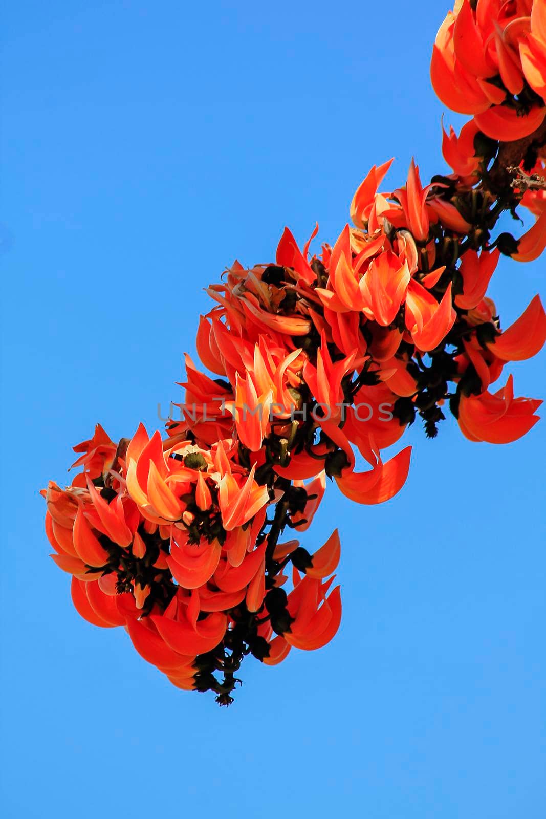 The red-orange Bastard Teak blooms in February every year.