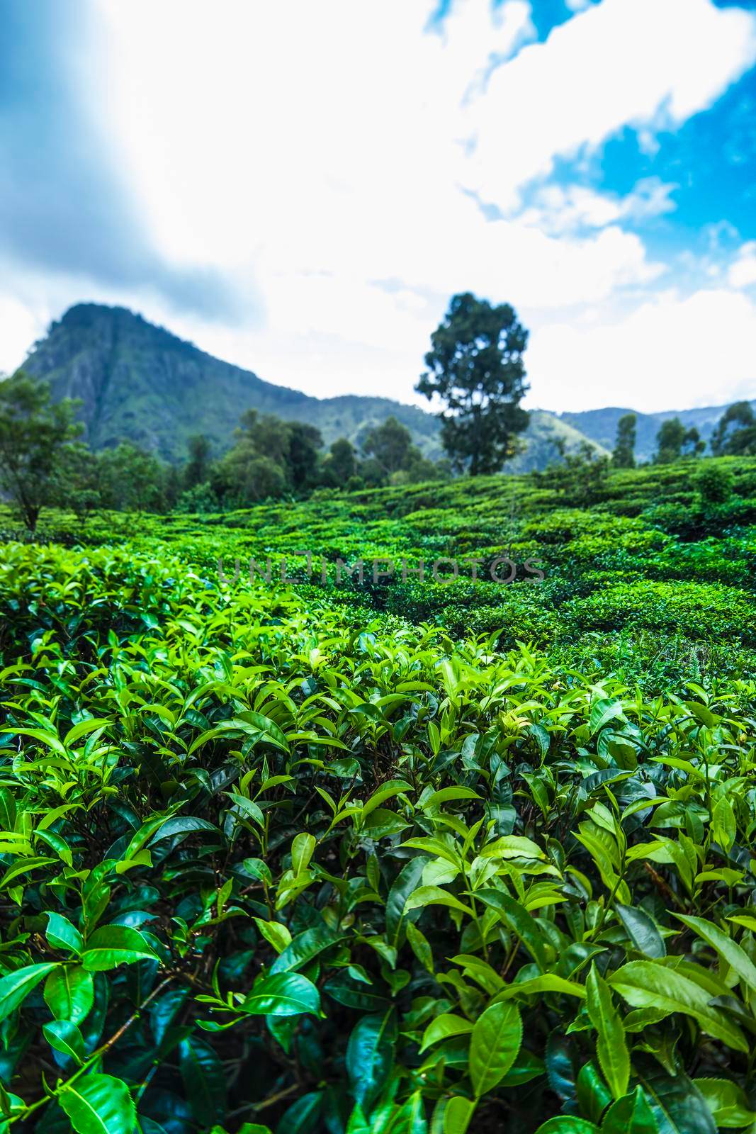 Beautiful fresh green tea plantation  by JanPietruszka