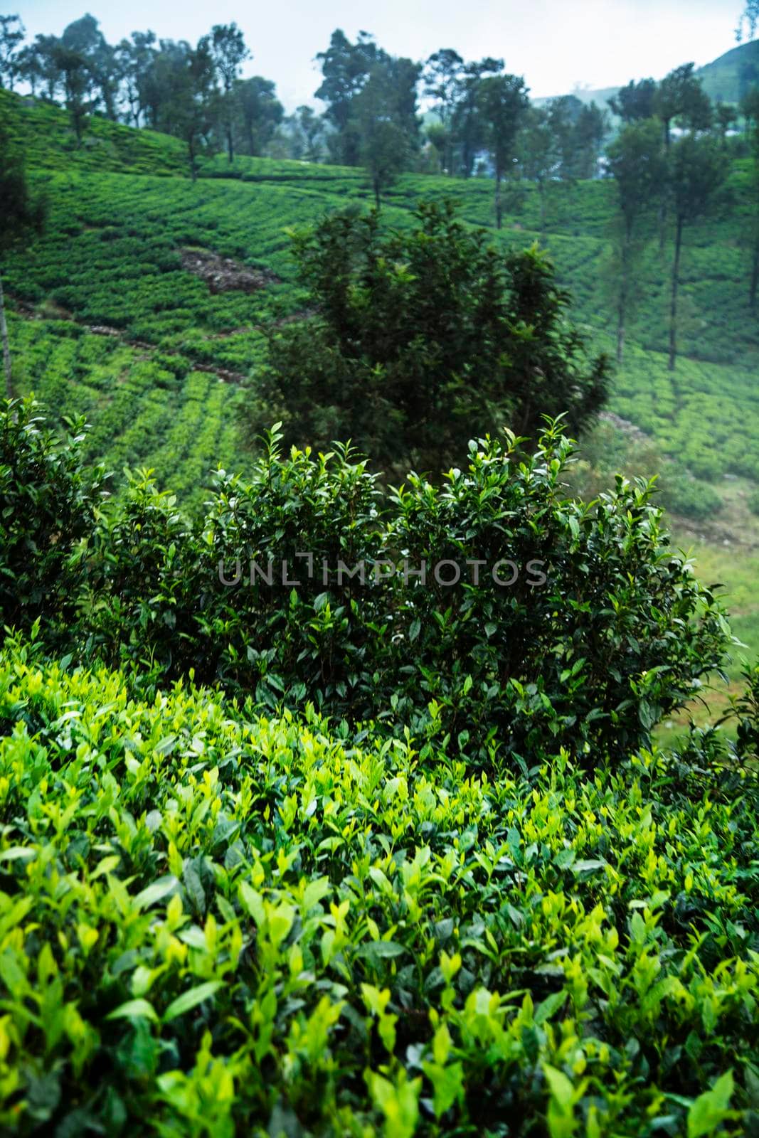 Asia, Sri lanka. Beautiful fresh green tea plantation  by JanPietruszka