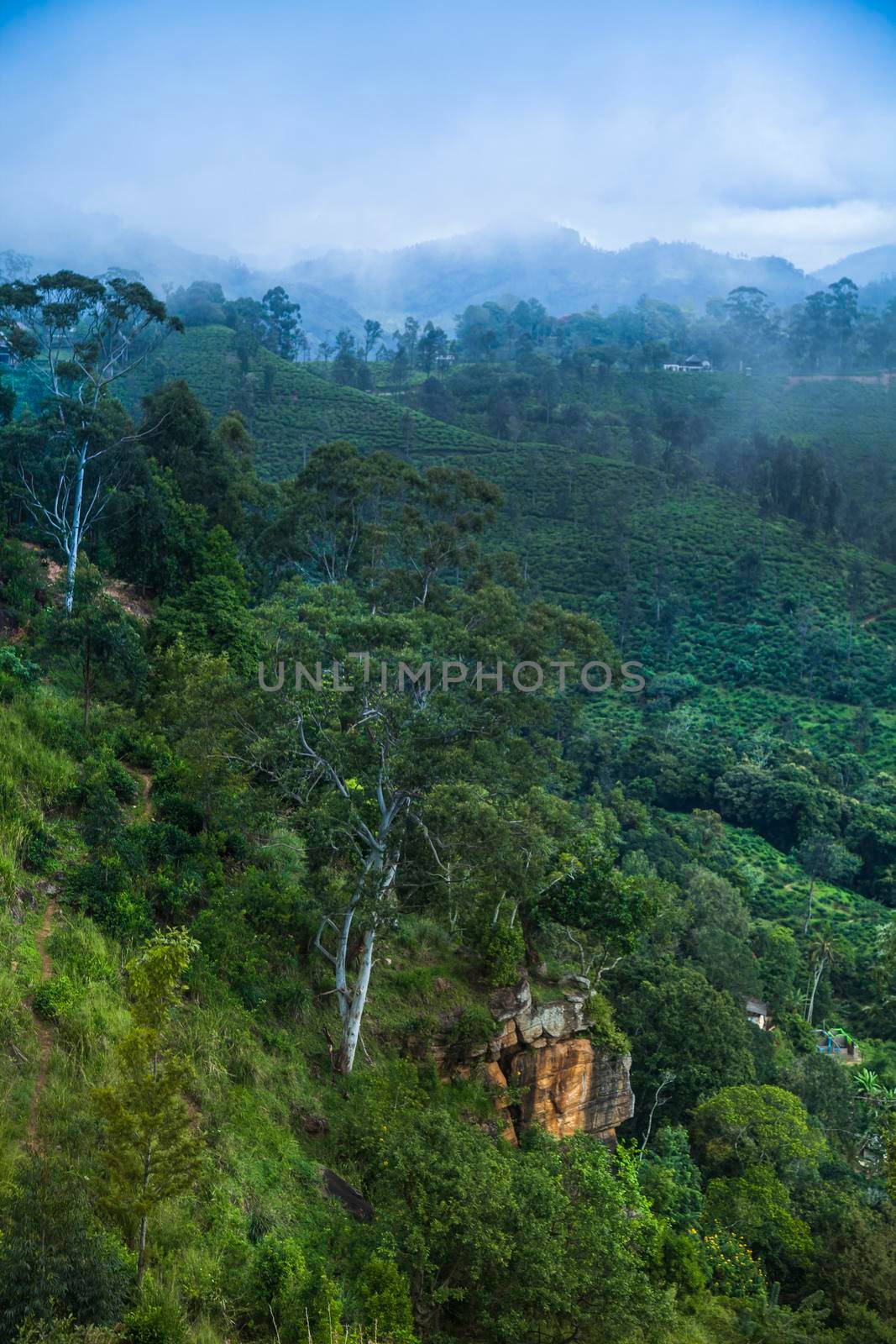 Fresh green tea plantation at Sri lanka