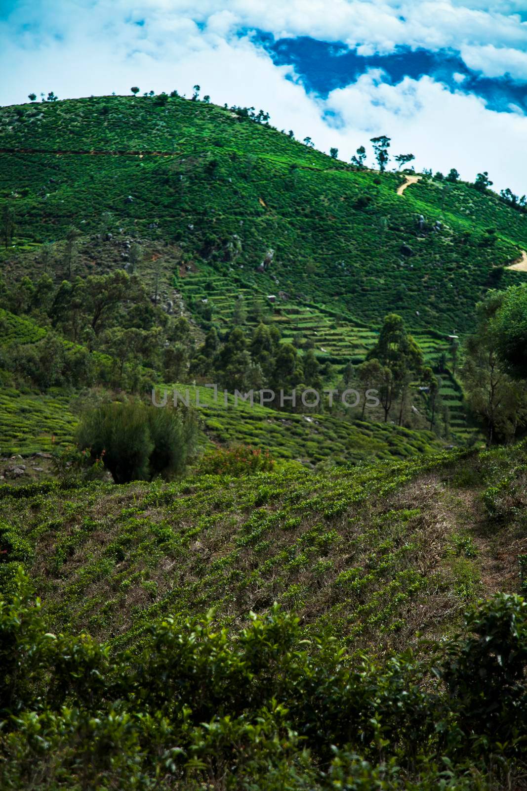 Field tea asia, sri lanka by JanPietruszka