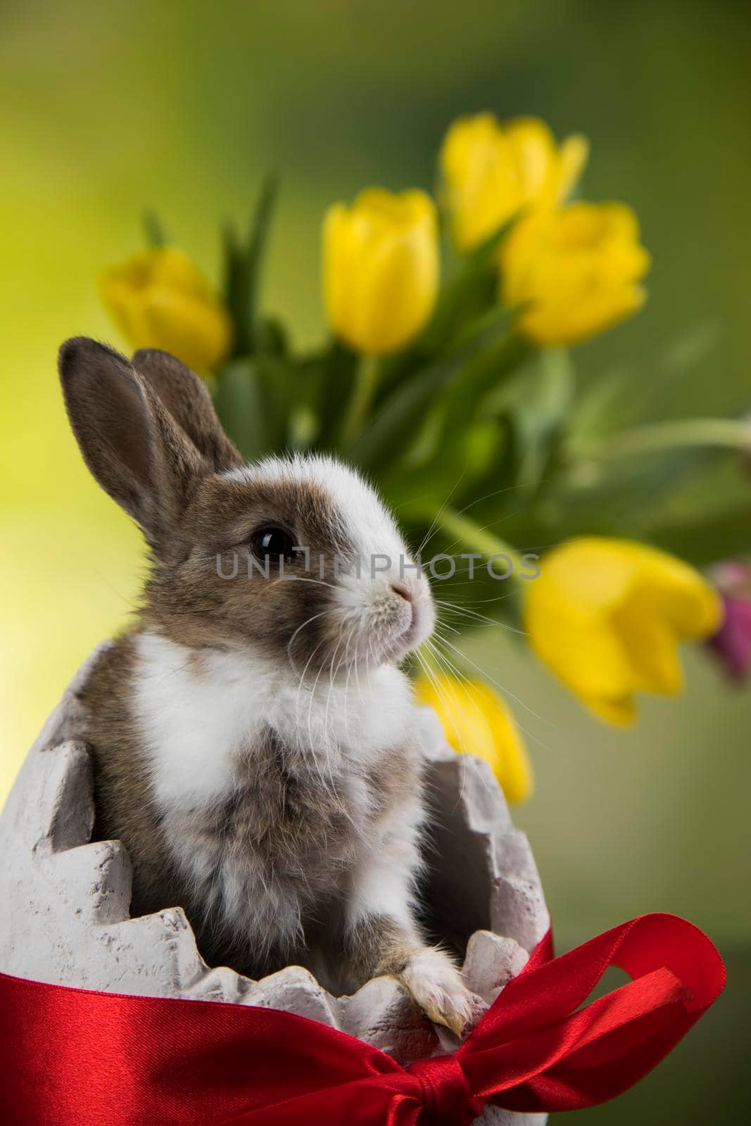 Little bunny, happy easter background by JanPietruszka