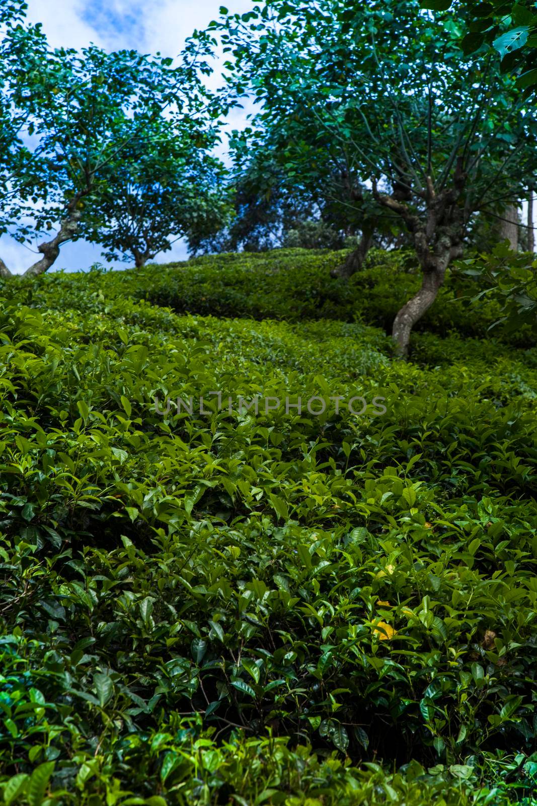 Fresh green tea plantation at Sri lanka by JanPietruszka