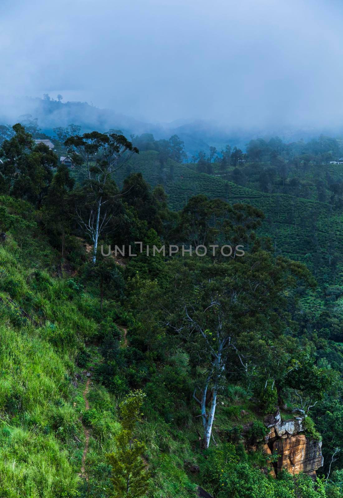 Fresh green tea plantation at Sri lanka by JanPietruszka