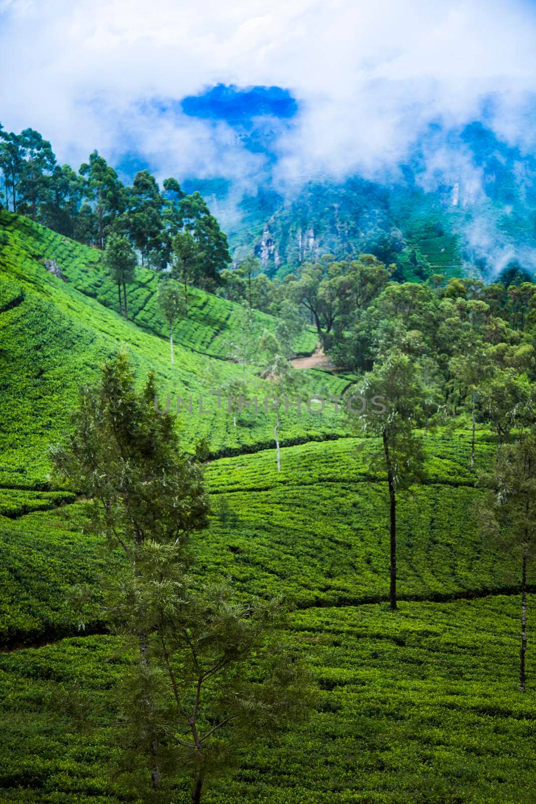 Fresh green tea plantation at Sri lanka
 by JanPietruszka