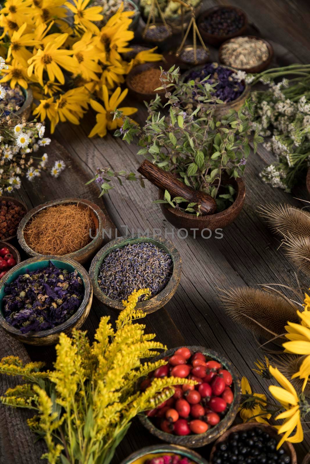 Fresh medicinal herbs on wooden background