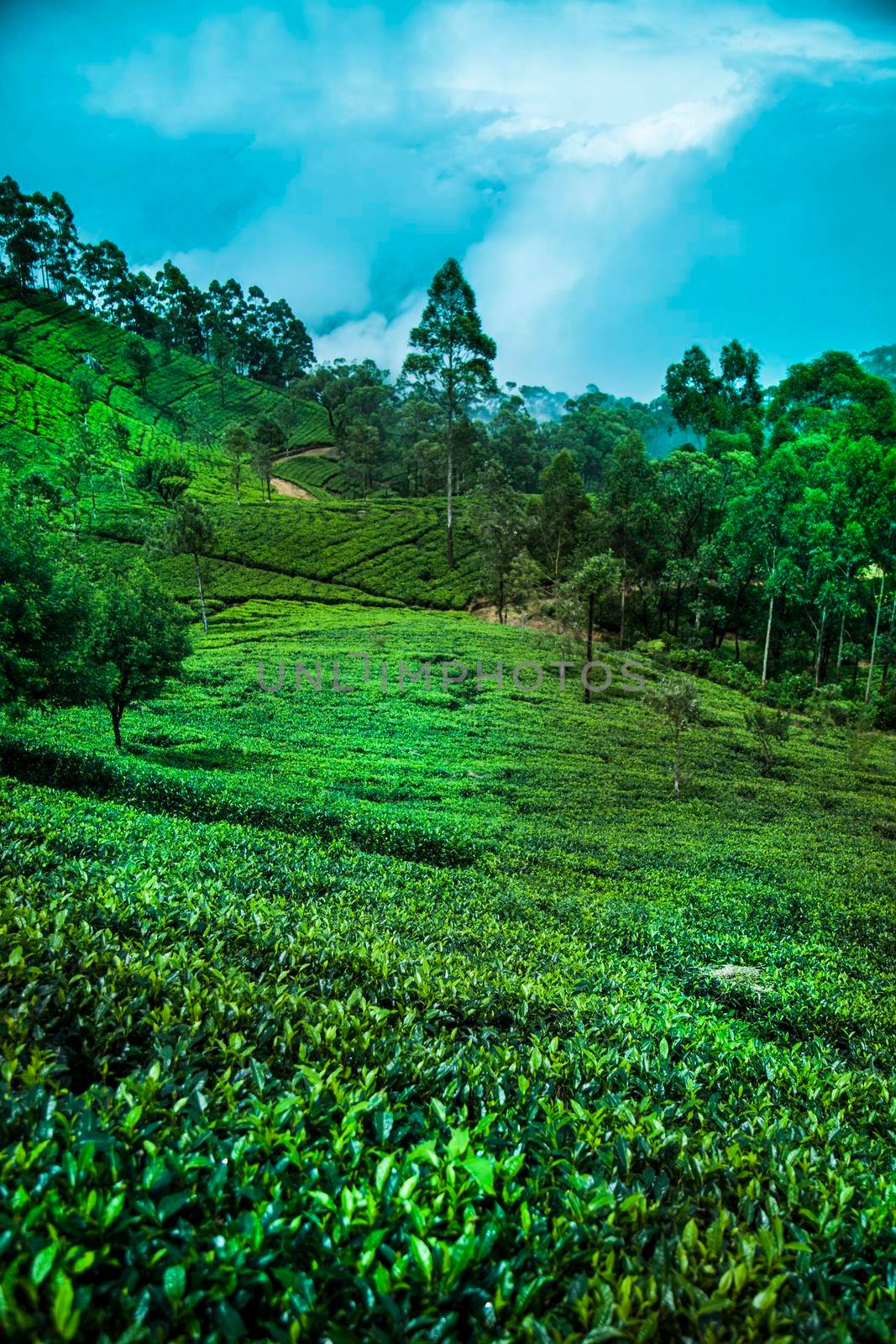 Fresh green tea plantation at Sri lanka
 by JanPietruszka