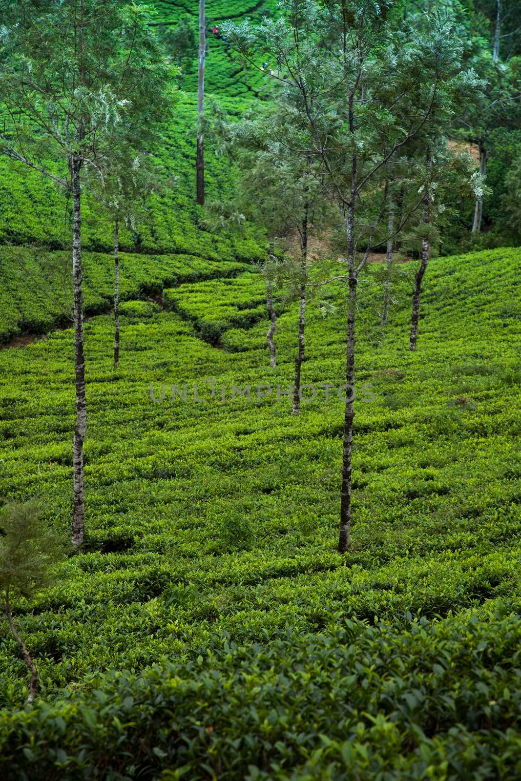 Sri lanka, Asia, Beautiful fresh green tea plantation