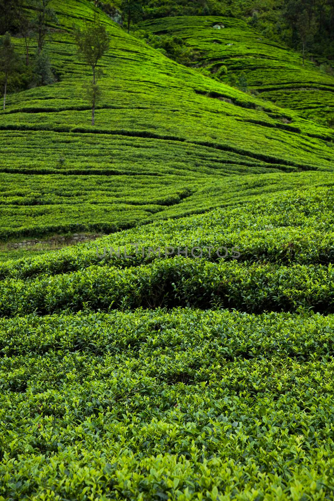 Close up of fresh tea leaves by JanPietruszka