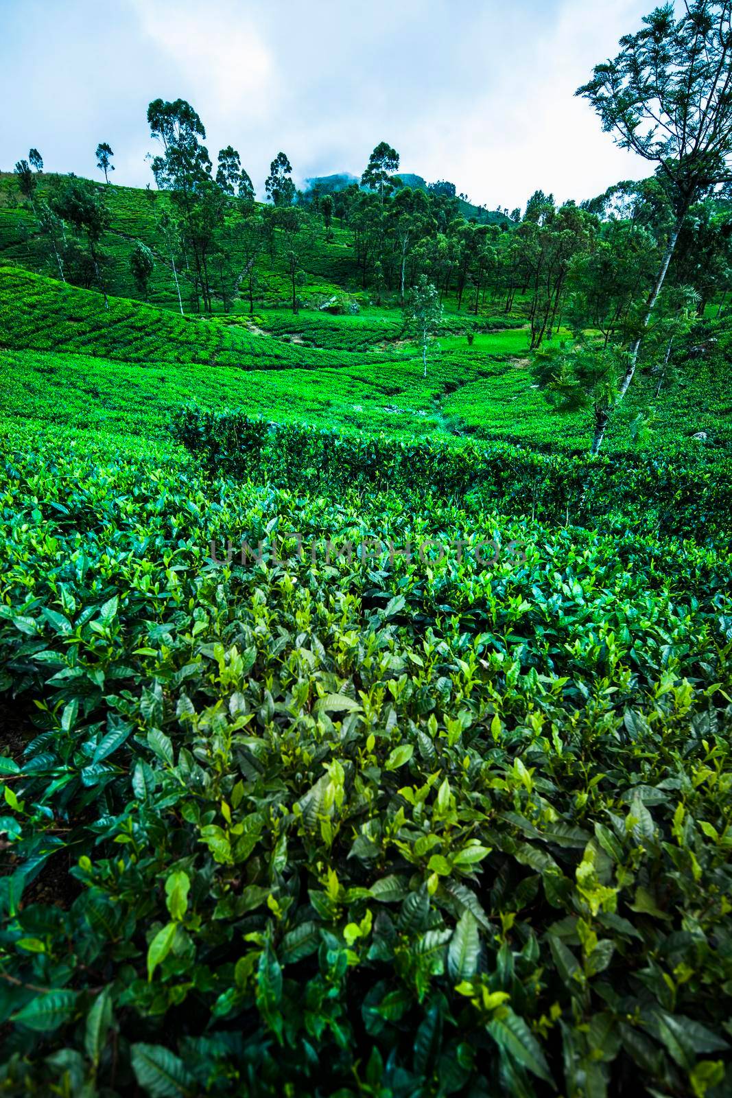 Close up of fresh tea leaves