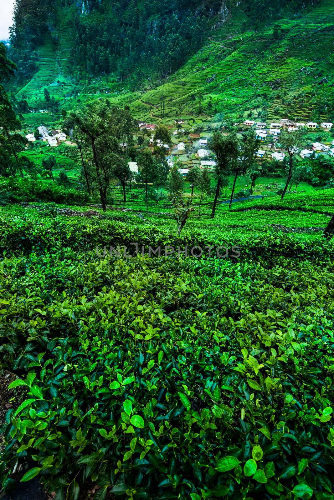 Fresh green tea plantation at Sri lanka by JanPietruszka