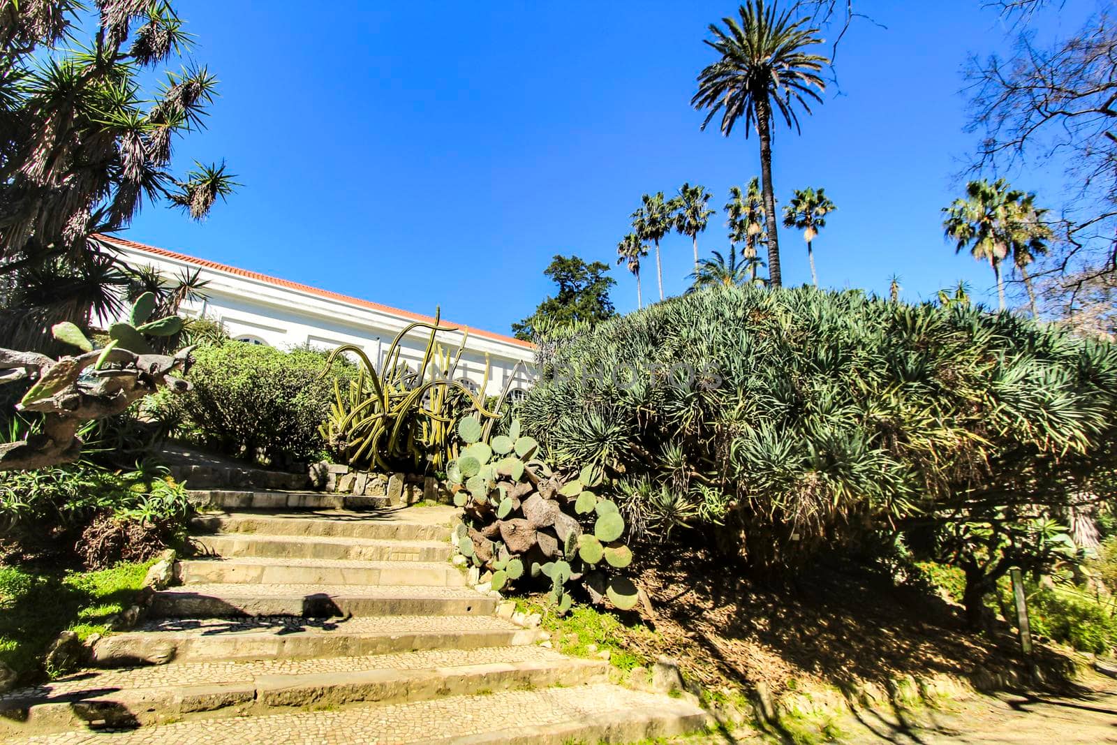 Leafy and green gardens with large trees at the Botanical Garden of Lisbon