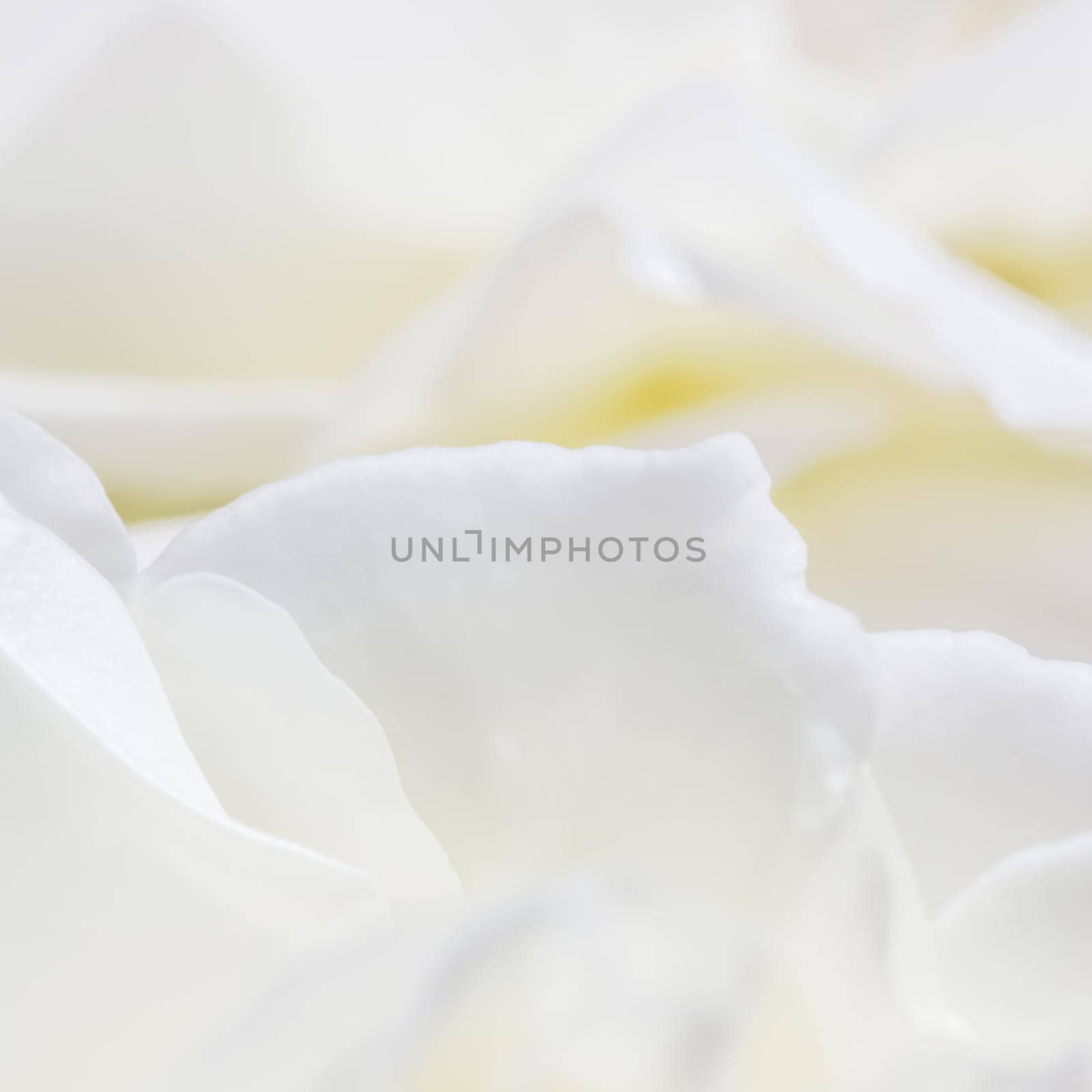 Abstract floral background, white rose flower petals. Macro flowers backdrop for holiday design. Soft focus.