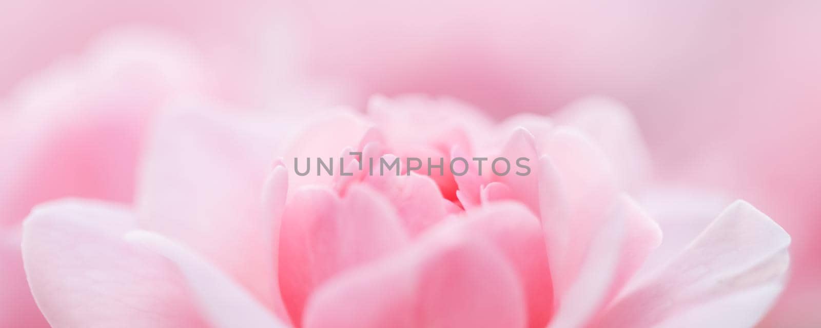 Botanical concept, wedding invitation card - Soft focus, abstract floral background, pink rose flower. Macro flowers backdrop for holiday brand design