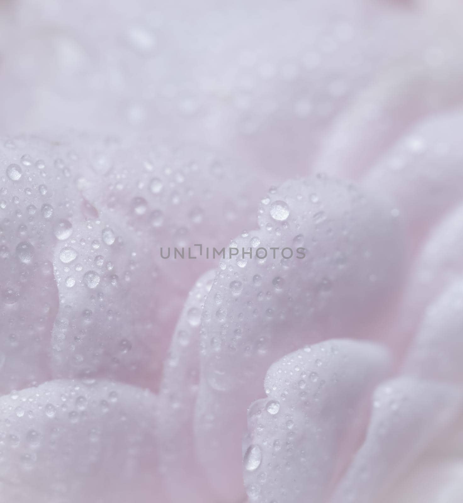 Botanical concept, wedding invitation card - Soft focus, abstract floral background, pink rose flower petals with water drops. Macro flowers backdrop for holiday brand design