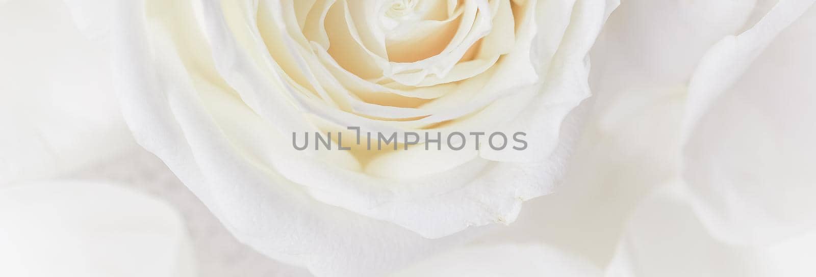 Soft focus, abstract floral background, white rose flower. Macro flowers backdrop for holiday brand design by Olayola