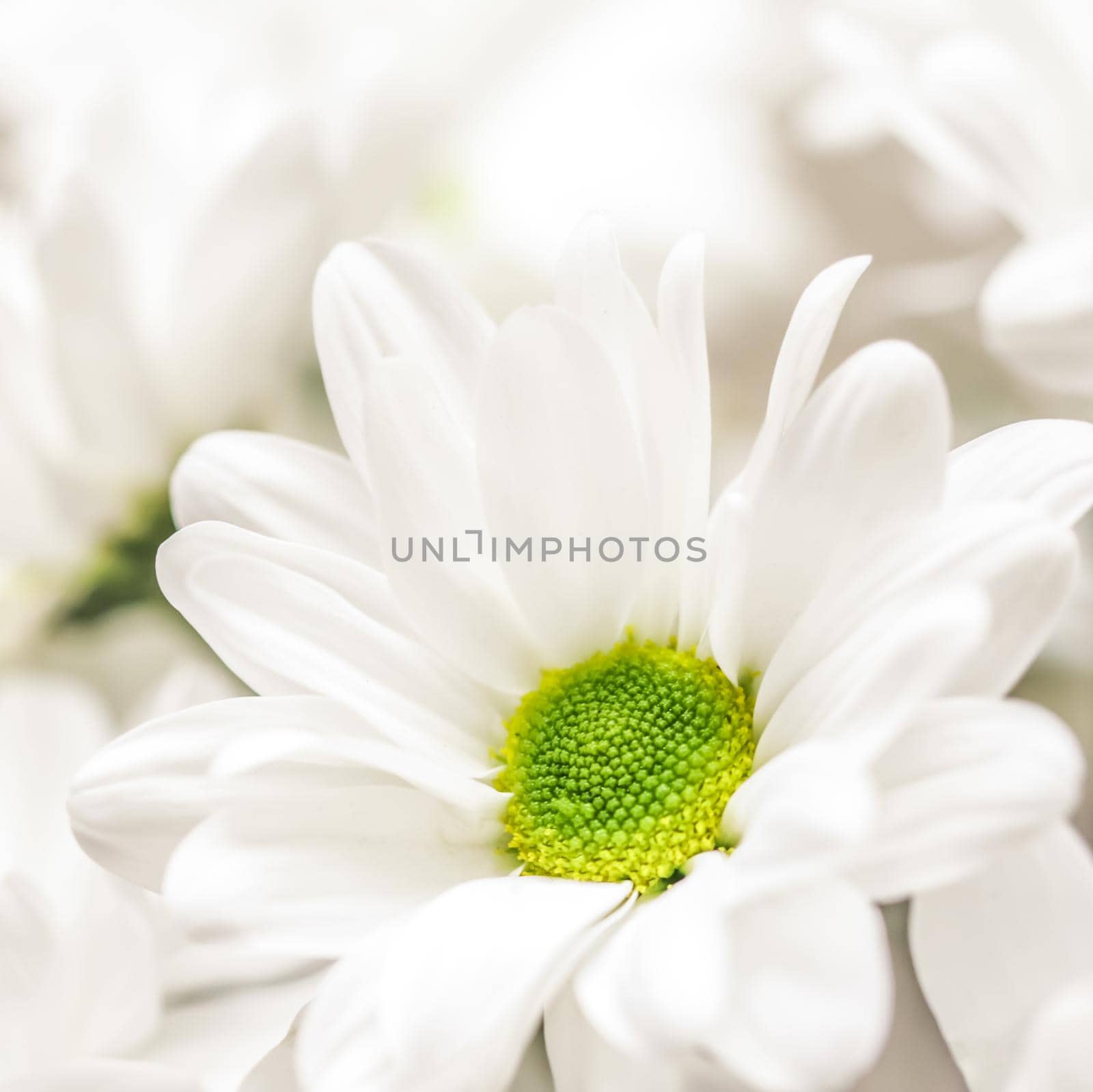 Abstract floral background, white chrysanthemum flower petals. Macro flowers backdrop for holiday brand design by Olayola