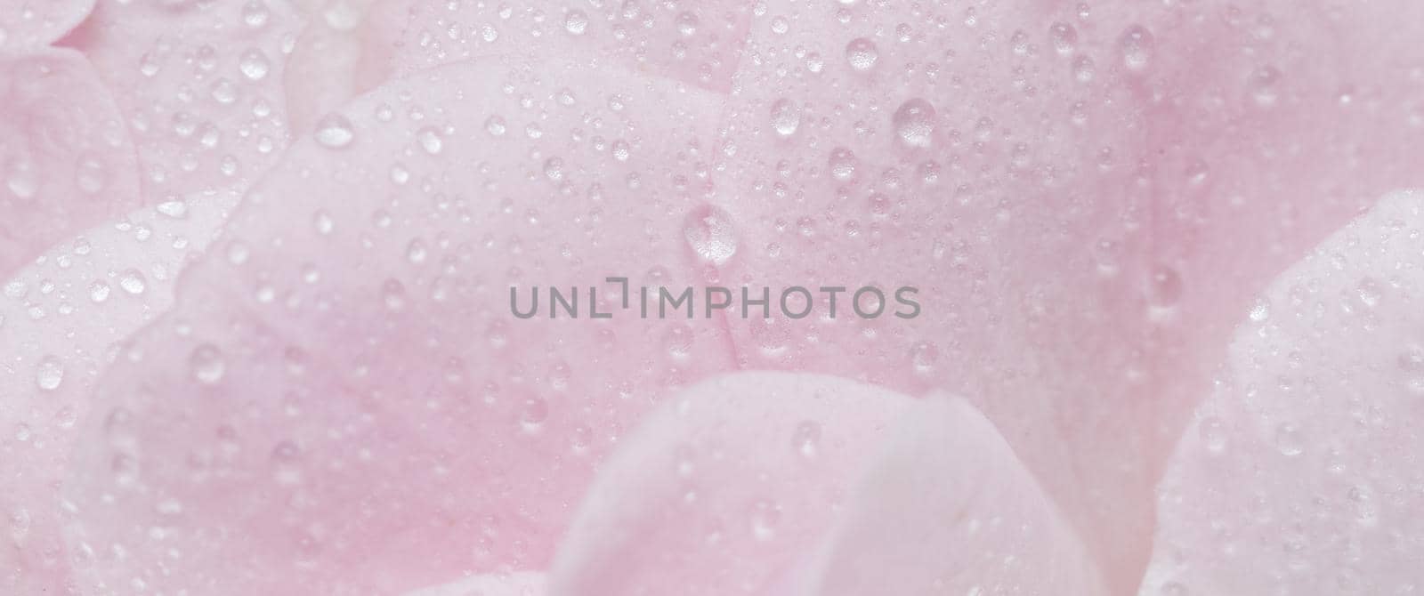 Botanical concept, wedding invitation card - Soft focus, abstract floral background, pink rose flower petals with water drops. Macro flowers backdrop for holiday brand design