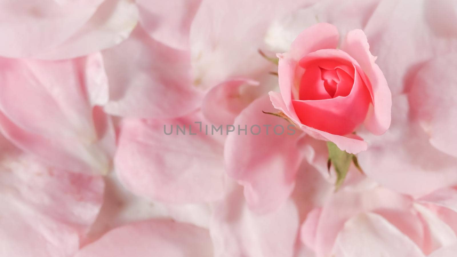 Soft focus, abstract floral background, bud of pink rose flower. Macro flowers backdrop for holiday brand design by Olayola