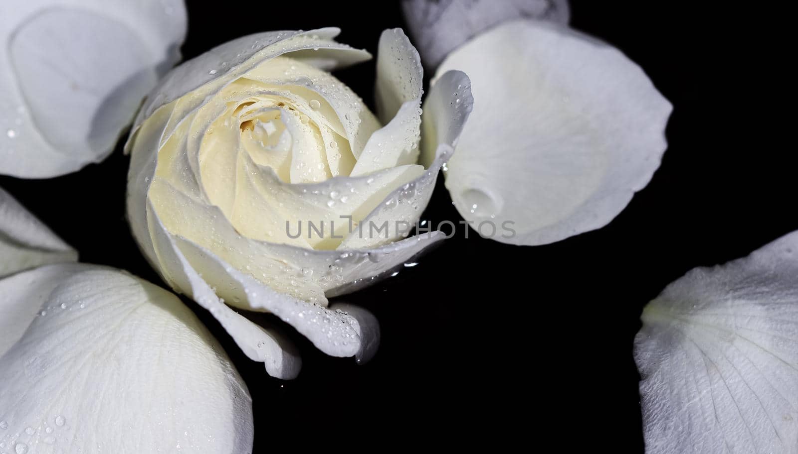 White rose and petals on the water. Aromatherapy and spa concept