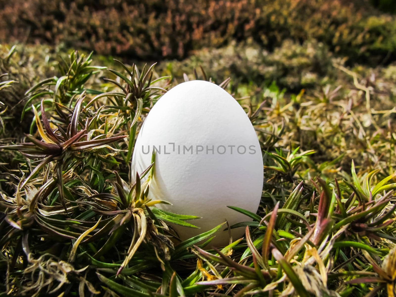 White egg among the plants in the garden in early spring