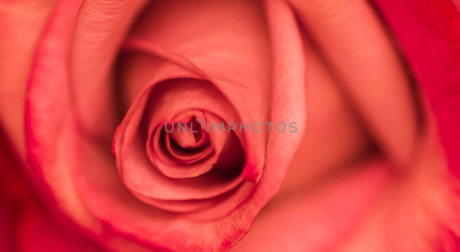 Soft focus, abstract floral background, red rose flower. Macro flowers backdrop for holiday brand design by Olayola