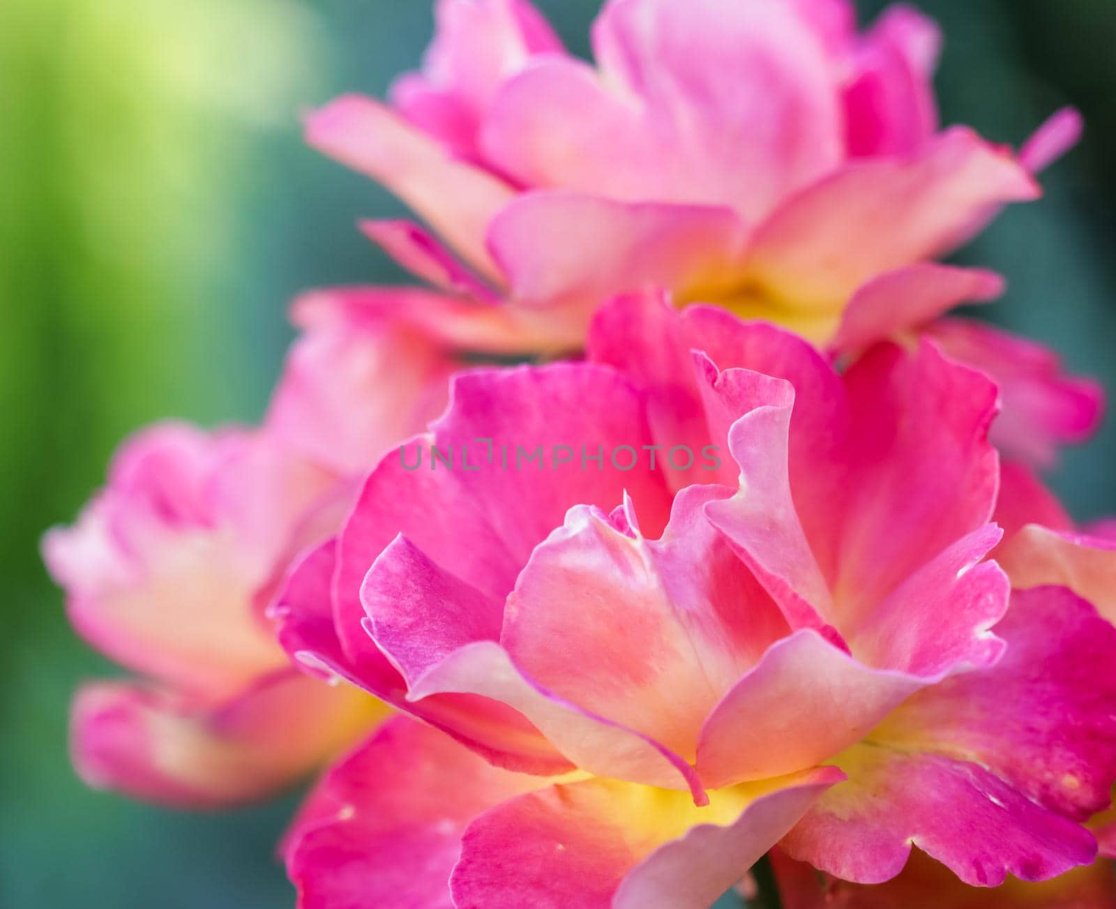 Botanical concept, invitation card - Soft focus, abstract floral background, pink yellow rose flower. Macro flowers backdrop for holiday brand design