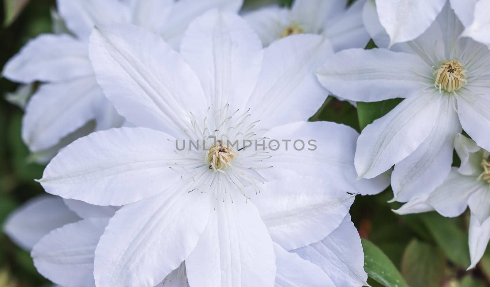 Botanical concept, invitation card - Soft focus, abstract floral background, white Clematis Asagasumi flower. Macro flowers backdrop for holiday brand design