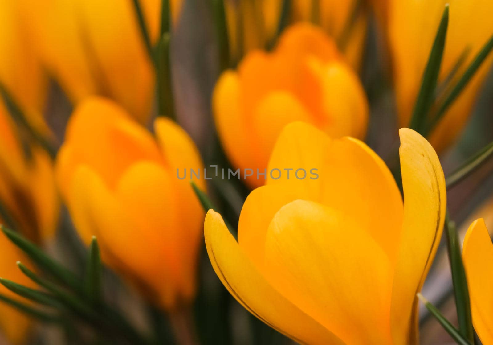 Abstract floral background, yellow crocus flowers. Macro flowers backdrop for holiday brand design