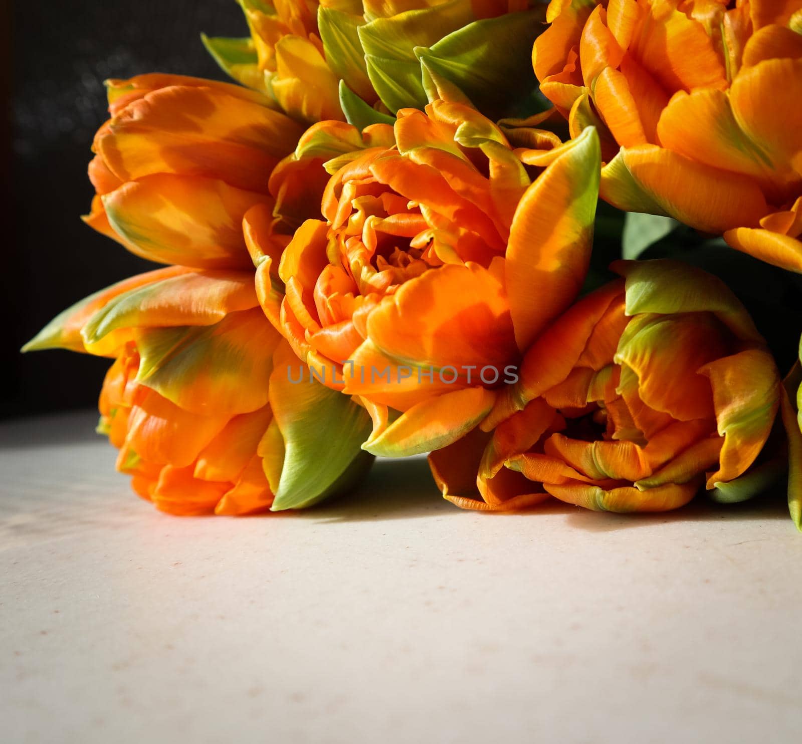 Beautiful orange tulips on white backdrop. Perfect for background greeting card