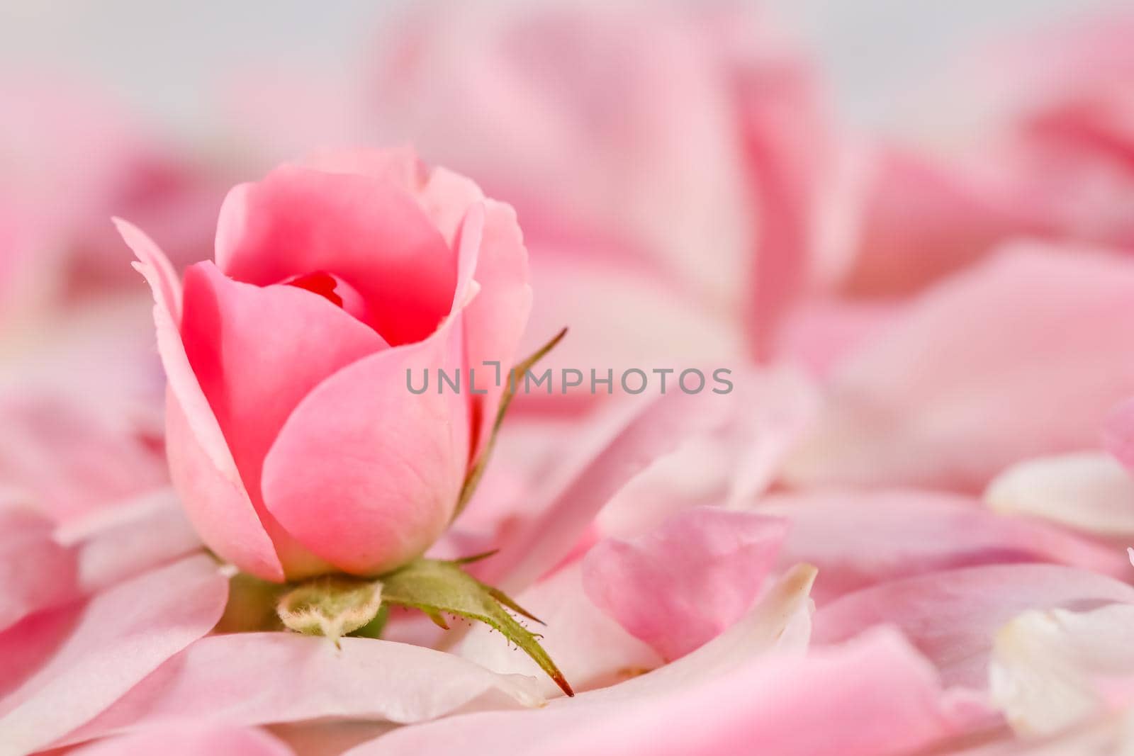 Soft focus, abstract floral background, bud of pink rose flower. Macro flowers backdrop for holiday brand design by Olayola