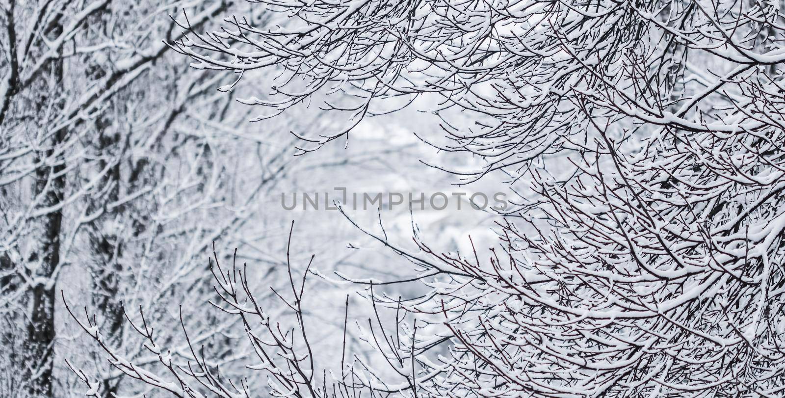 Snowing landscape, winter holiday concept - Fairytale fluffy snow-covered trees branches, nature scenery with white snow and cold weather. Snowfall in winter park. Soft focus