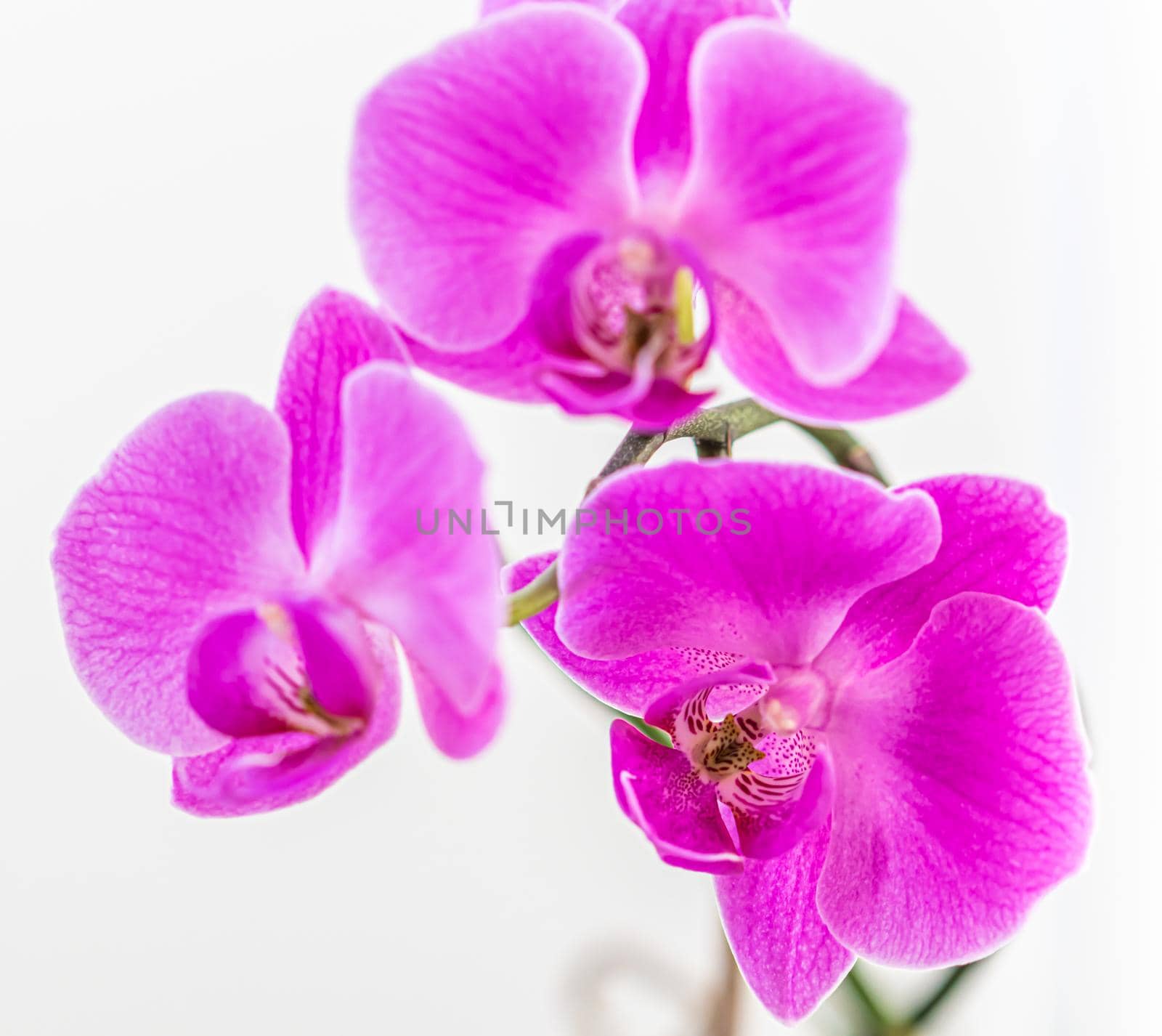 Purple orchid phalaenopsis flower on a white background