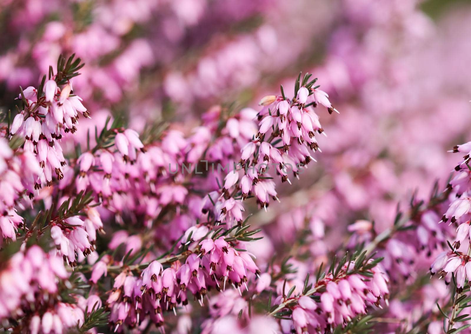 Pink Erica carnea flowers (winter Heath) in the garden in early spring. Floral background, botanical concept