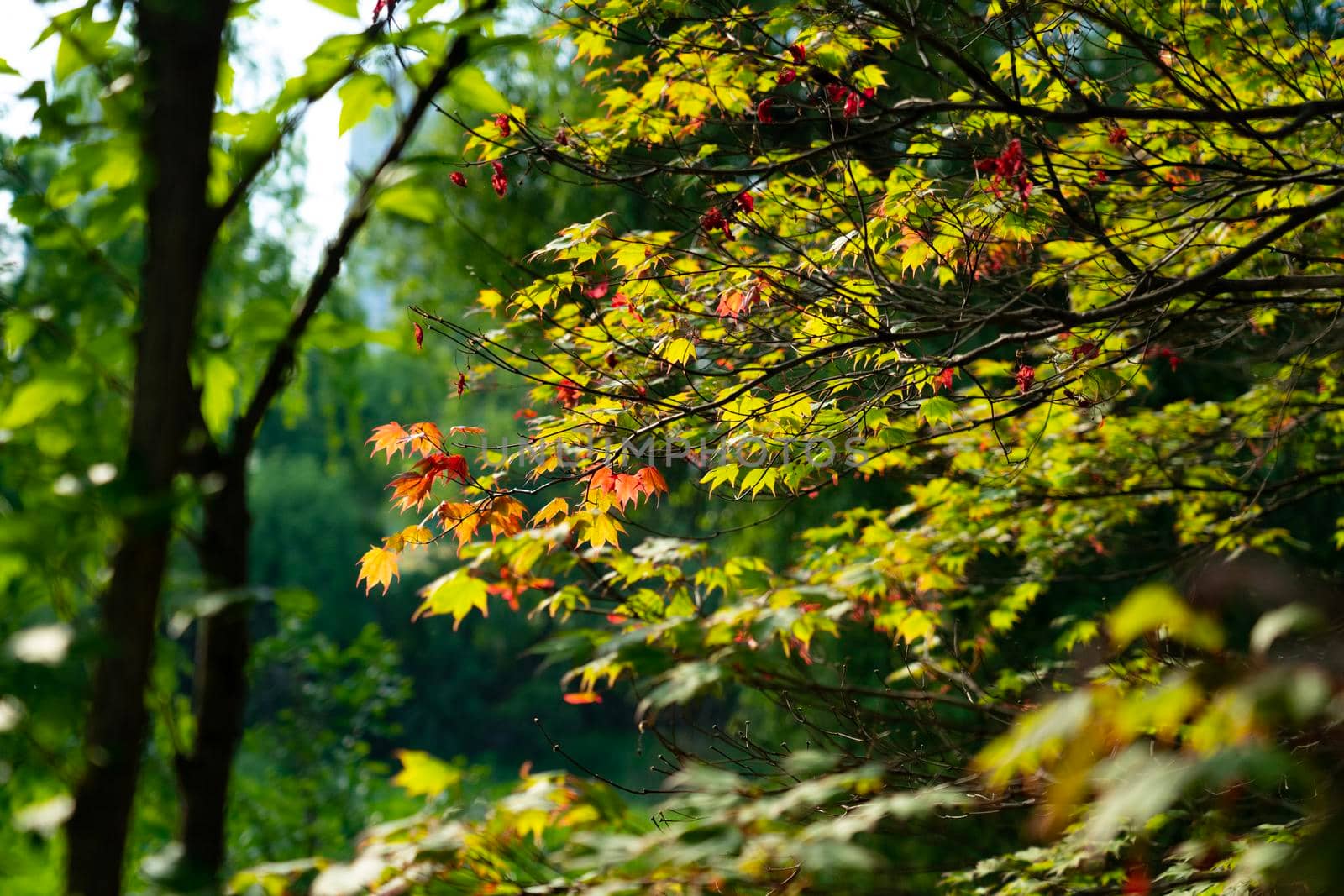 Autumn red and green maple leaves on blurred background by uphotopia