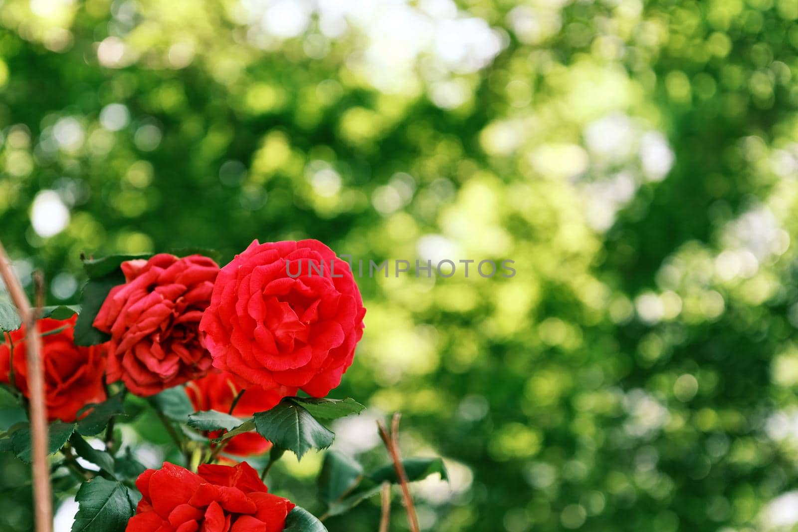 Beautiful red rose on blurred background by uphotopia
