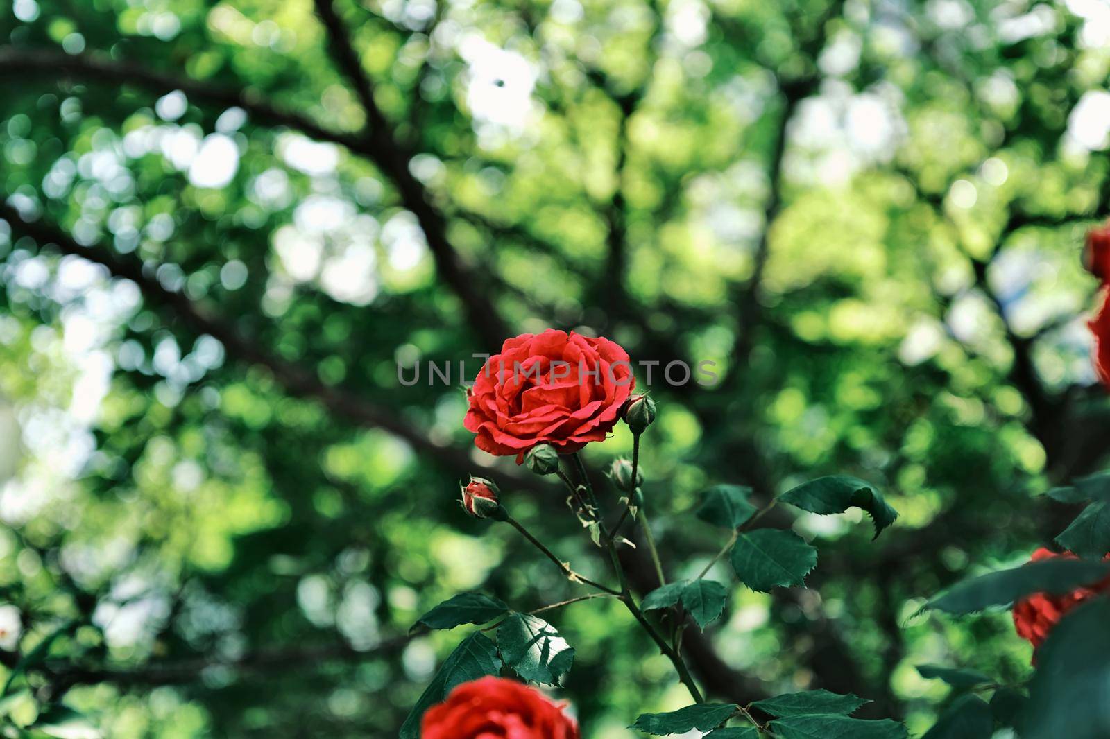 Beautiful red rose on blurred background