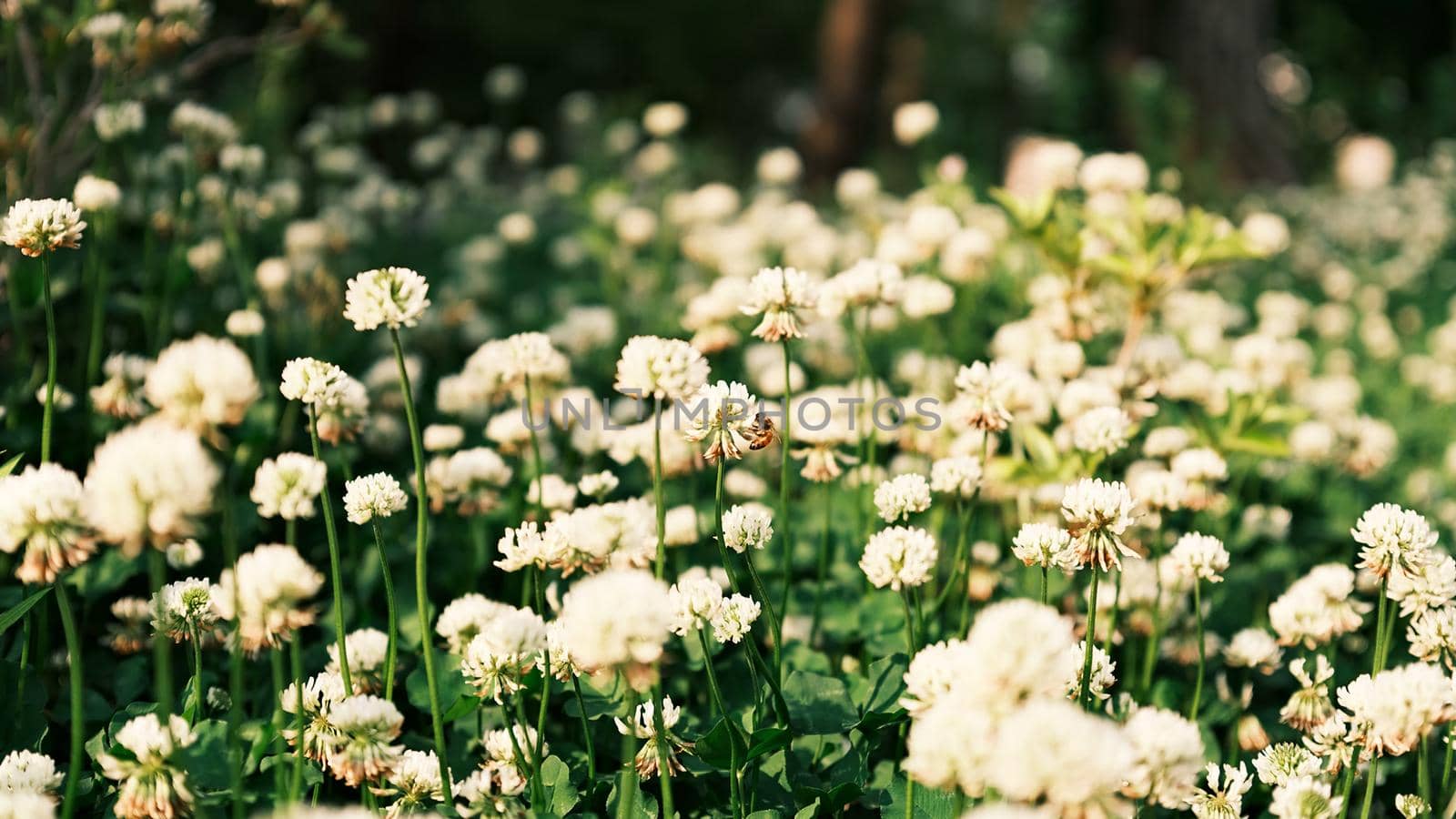 Beautiful white clover flowers on blurred background by uphotopia