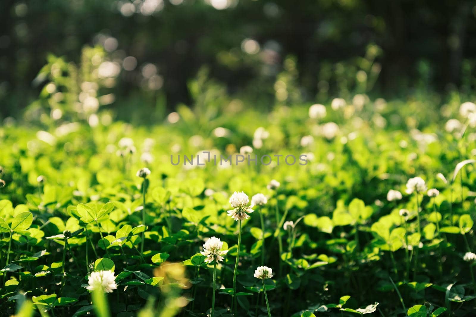 Beautiful white clover flowers on blurred background by uphotopia
