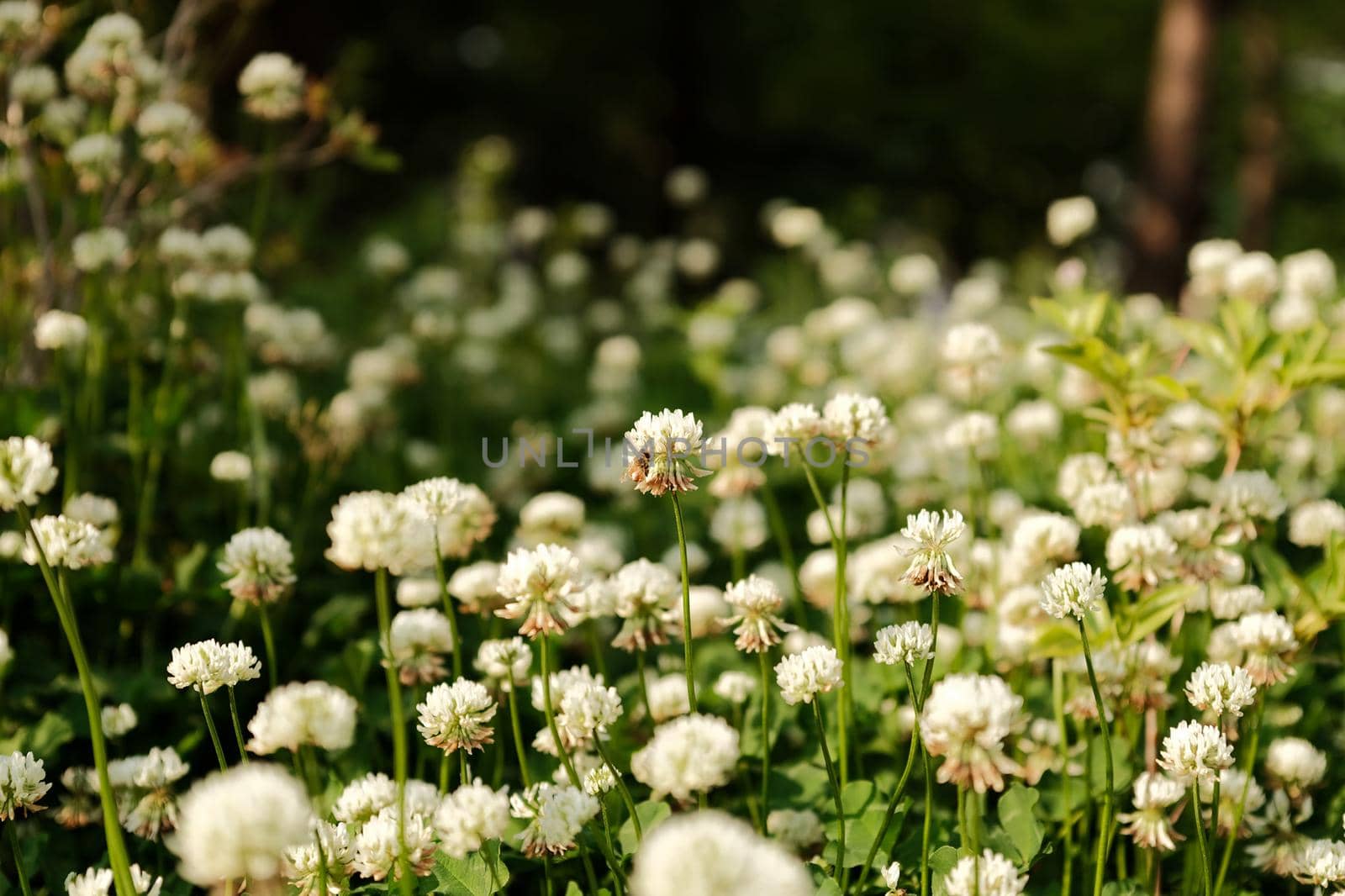 Beautiful white clover flowers on blurred background by uphotopia