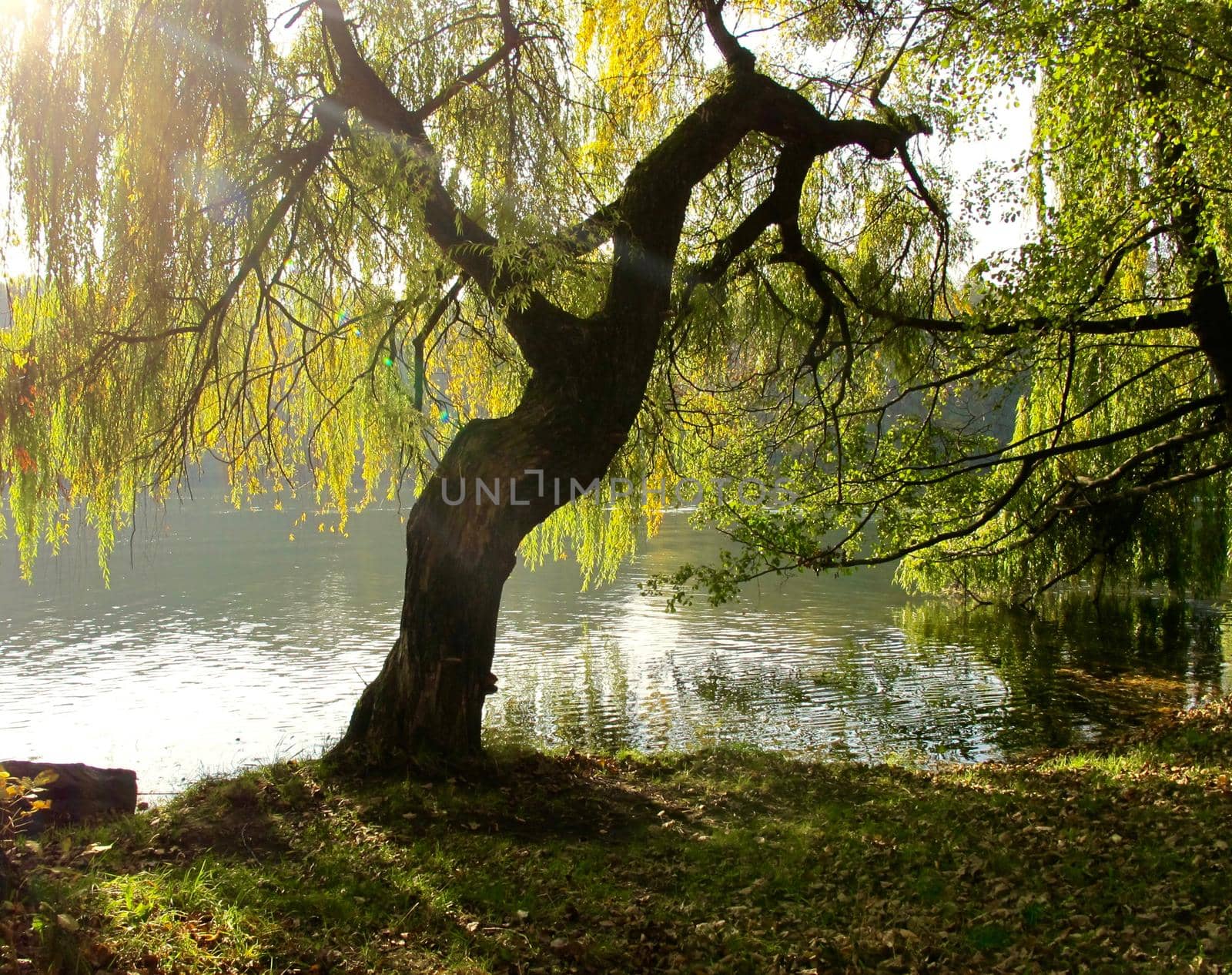 Reflection of autumn foliage of trees in the lake water