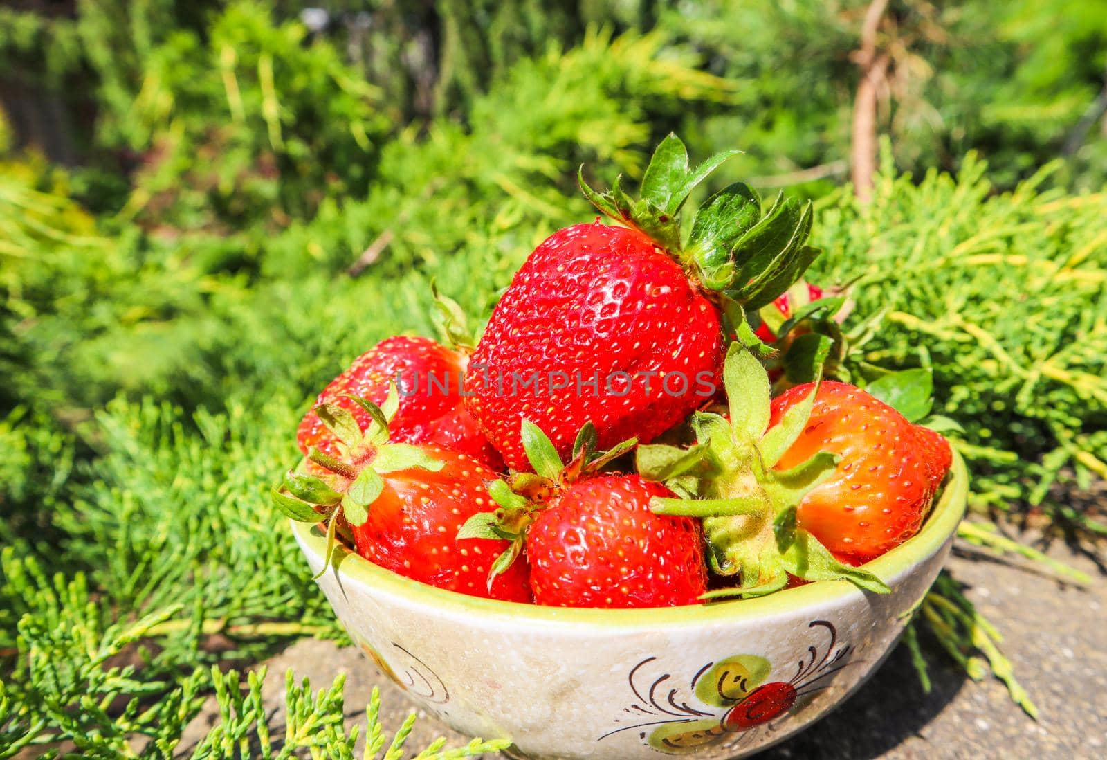 Large ripe red juicy strawberries in a bowl in the home garden. Summertime healthy food concept.