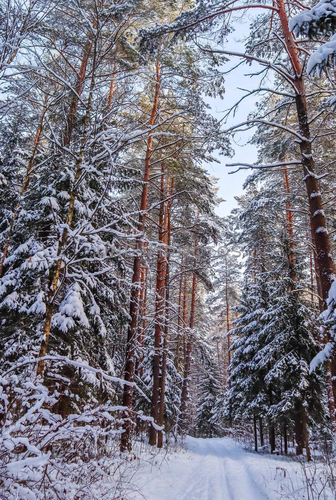 Snowy winter forest in a sunny day. Snow-covered spruces and pines on a background of blue sky