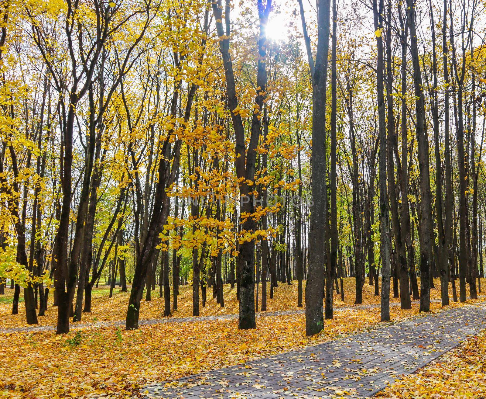 Fallen yellow leaves in the park on an autumn sunny day