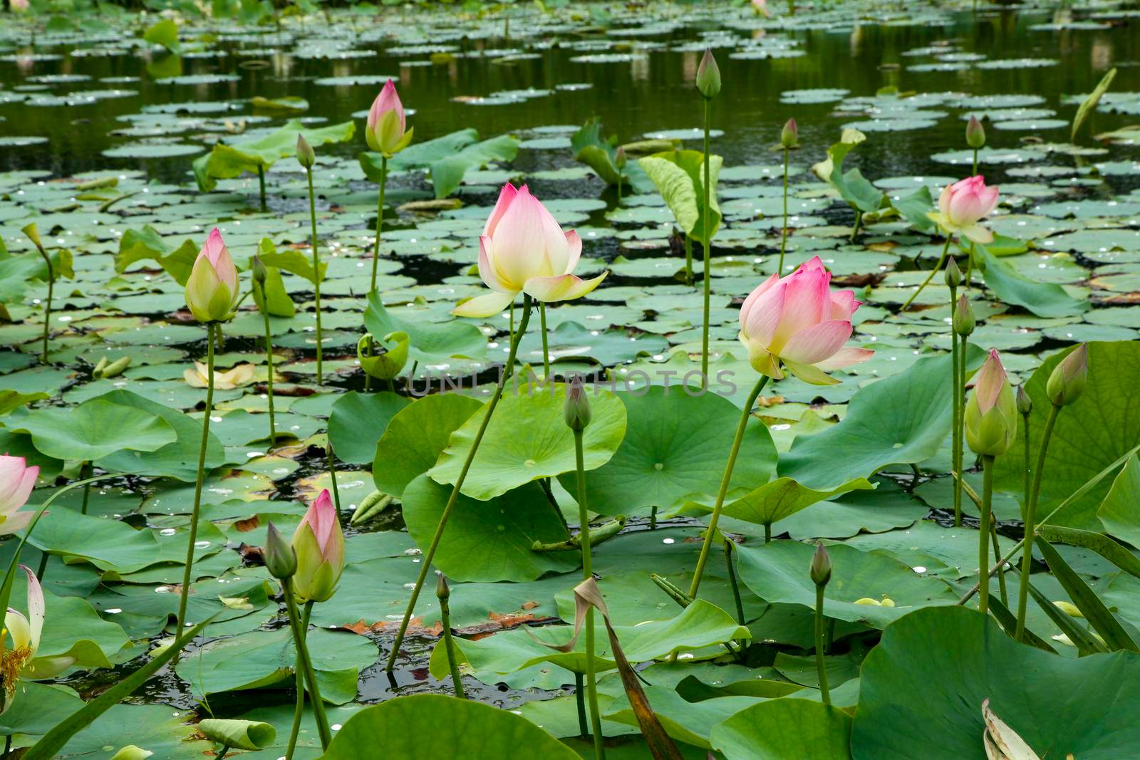 Beautiful pink lotus flowers in the water by uphotopia