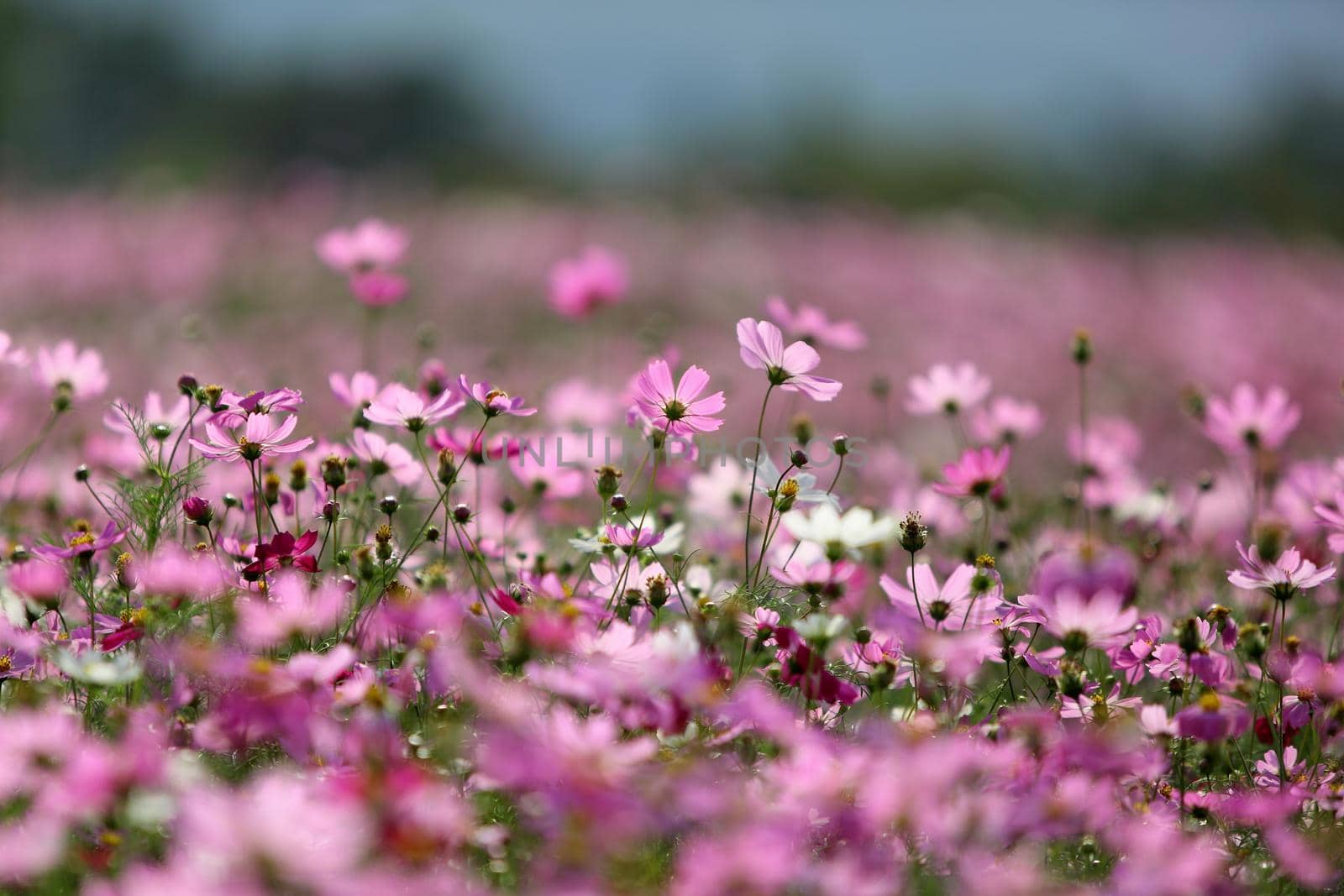 Beautiful purple cosmos flowers on blurred background by uphotopia