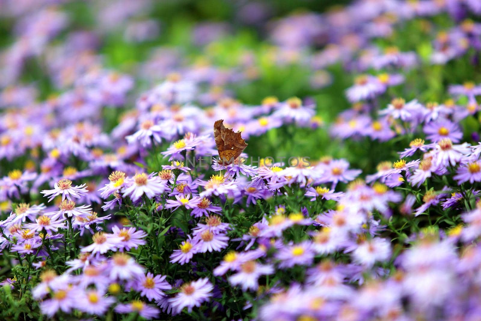 Beautiful purple daisy flowers with butterfly on blurred background by uphotopia